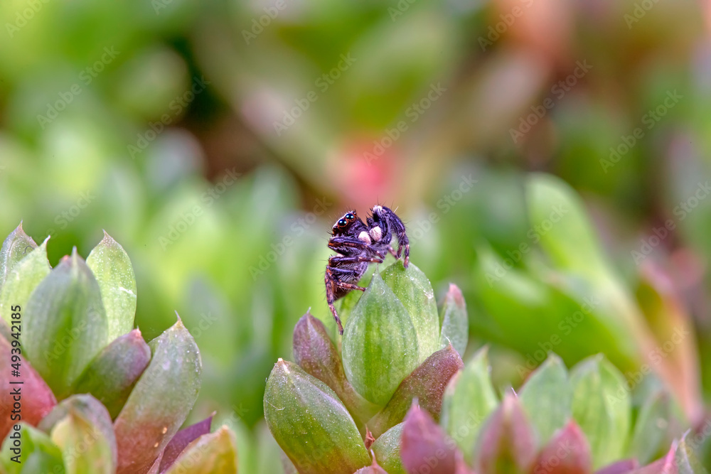 Jumping spider, a arachnid in its natural state Jumping spider, a arachnid in its natural state