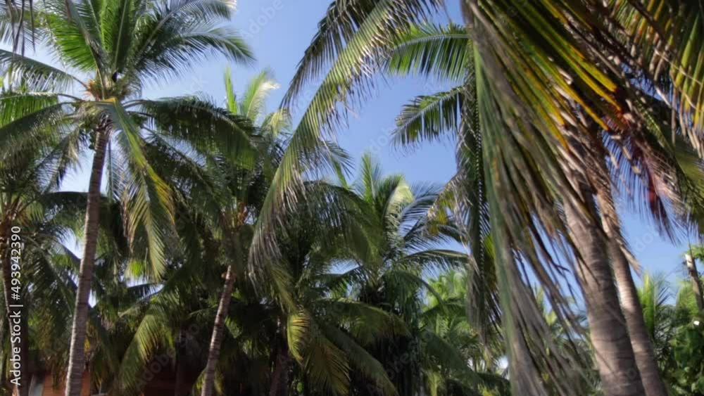 Green coconut palm trees on a blue clear sky on a tropical island in Mexico (slow motion) Green coconut palm trees on a blue clear sky on a tropical island in Mexico (slow motion)