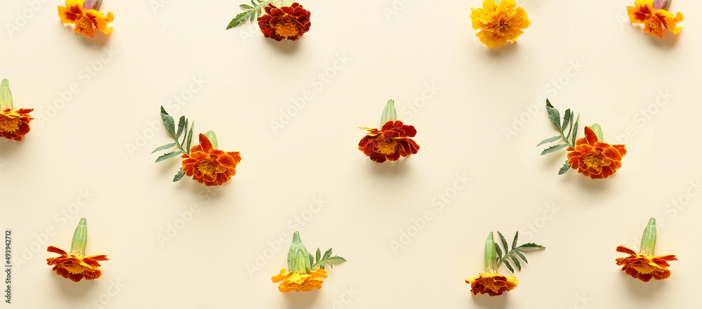 Obraz premium Composition with many beautiful marigold flowers on light background