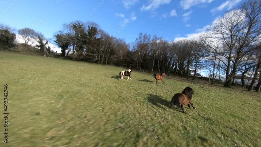 Horses Galloping Being Chased By FPV Race Drone, Dynamic Flying. Horses Galloping Being Chased By FPV Race Drone, Dynamic Flying.