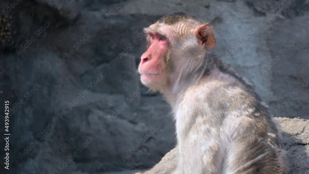 Side View Of Adult Macaque Monkey Looking Afar At Seoul Grand Park Zoo In South Korea. - close up Side View Of Adult Macaque Monkey Looking Afar At Seoul Grand Park Zoo In South Korea. - close up