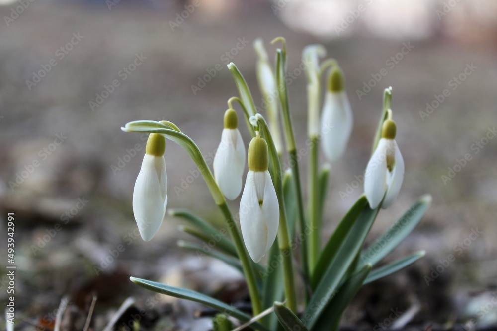 the first white snowdrop flowers bloomed in early spring the first white snowdrop flowers bloomed in early spring