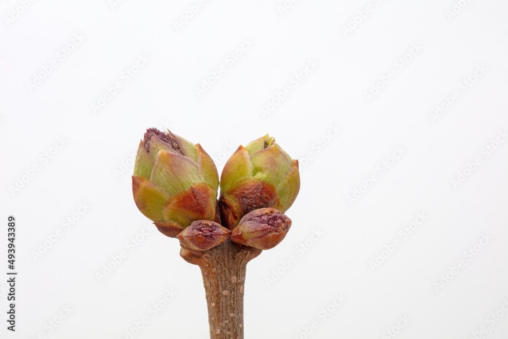 Fototapeta premium Lilac buds began to germinate in North China