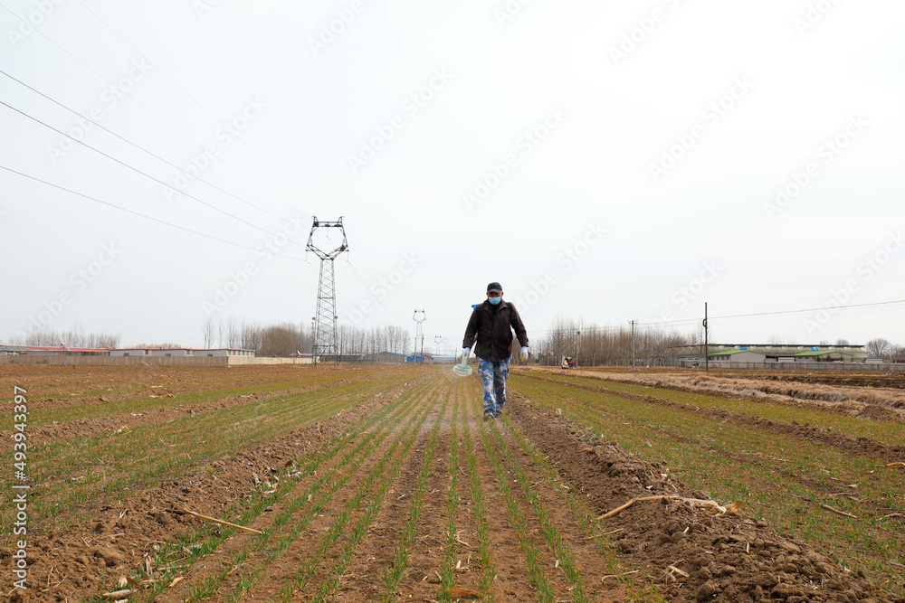 Farmers are fertilizing wheat in the fields, North China