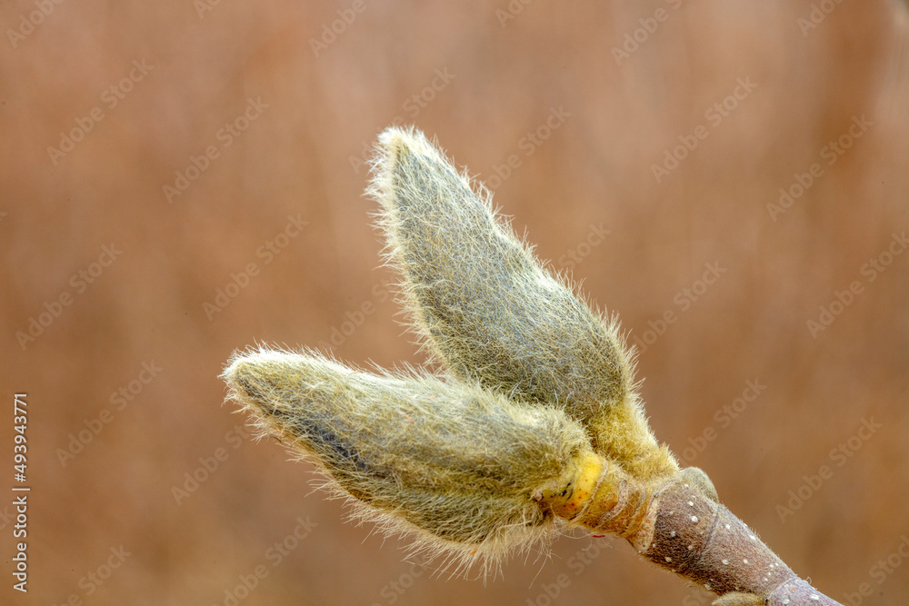 Magnolia flower buds in the wild, North China Magnolia flower buds in the wild, North China