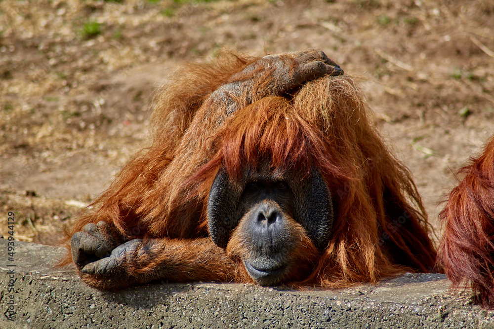 Obraz premium bored pensive orangutan in the open-air zoo