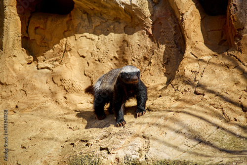 The honey badger basks in the sun on a stone at the zoo photo