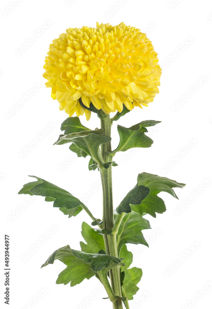 Naklejka premium Yellow chrysanthemum flower