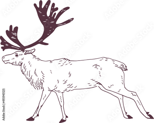 Male Deer with Gorgeous Antlers Line Art Illustration