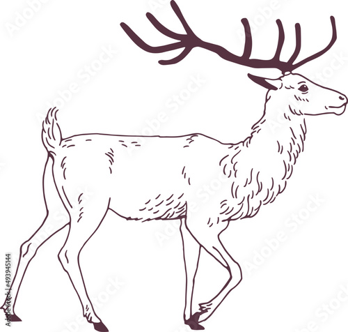 Male Deer Walking Hand Drawn Outline Illustration
