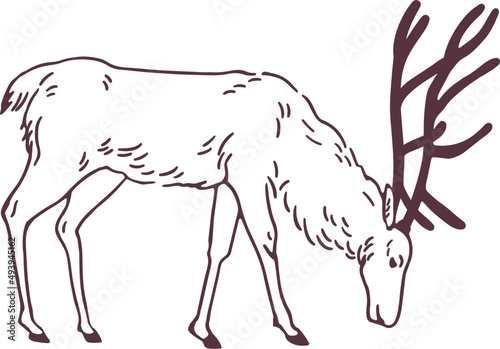 Male Deer Grazing on Pasture Hand Drawn Illustration