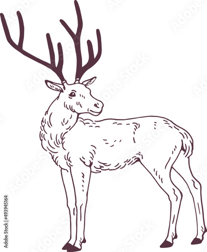 Male Deer Standing Hand Drawn Sketch Illustration