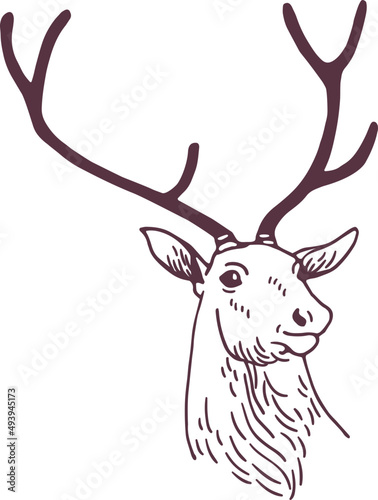 Male Deer Head Hand Drawn Sketch Illustration