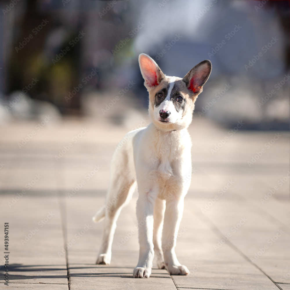 White puppy with big ears