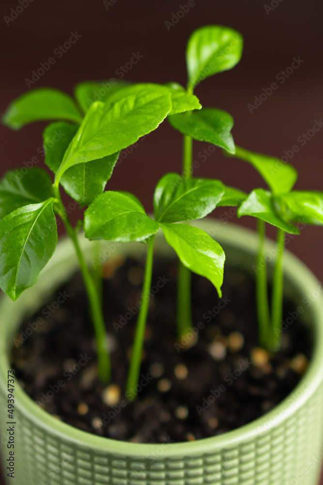 Baby lemon lime orange citrus plant in green pot on dark background. Selective focus. Close-up Baby lemon lime orange citrus plant in green pot on dark background. Selective focus. Close-up