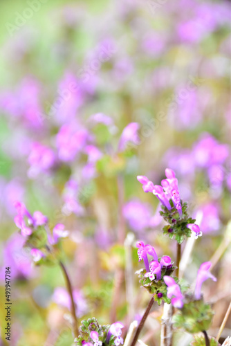 Fototapeta Naklejka Na Ścianę i Meble -  春の野の紫の花