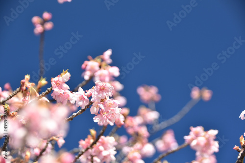 桜が咲く青空の春の風景