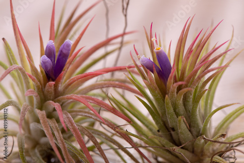 Buds and flowers on an Air plant (Tillandsia)