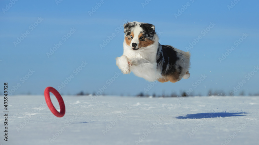 An Australian Shepherd dog runs in the snow during the day in winter in a blue sky