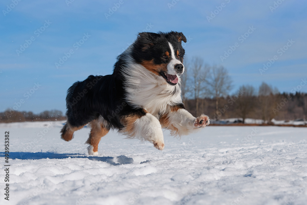 An Australian Shepherd dog runs in the snow during the day in winter in a blue sky An Australian Shepherd dog runs in the snow during the day in winter in a blue sky