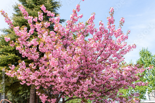 札幌市　円山公園の八重桜