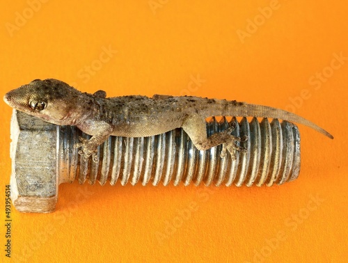 Gecko Lizard and Screw photo