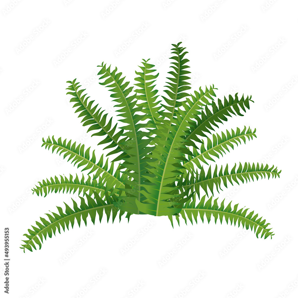 Naklejka premium Houseplant fern, nephrolepis for interior decoration. Vector illustration of home flowers. Trendy home decor with plants, urban jungle.