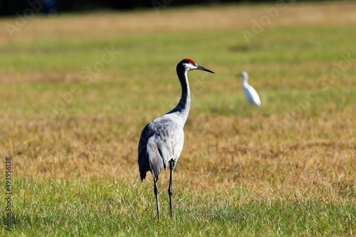grey crowned crane
