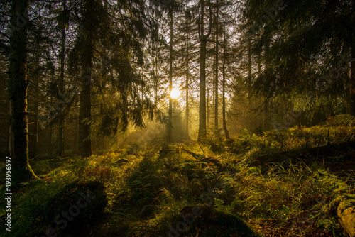 Beautiful landscape of dense forest and the sun penetrating in