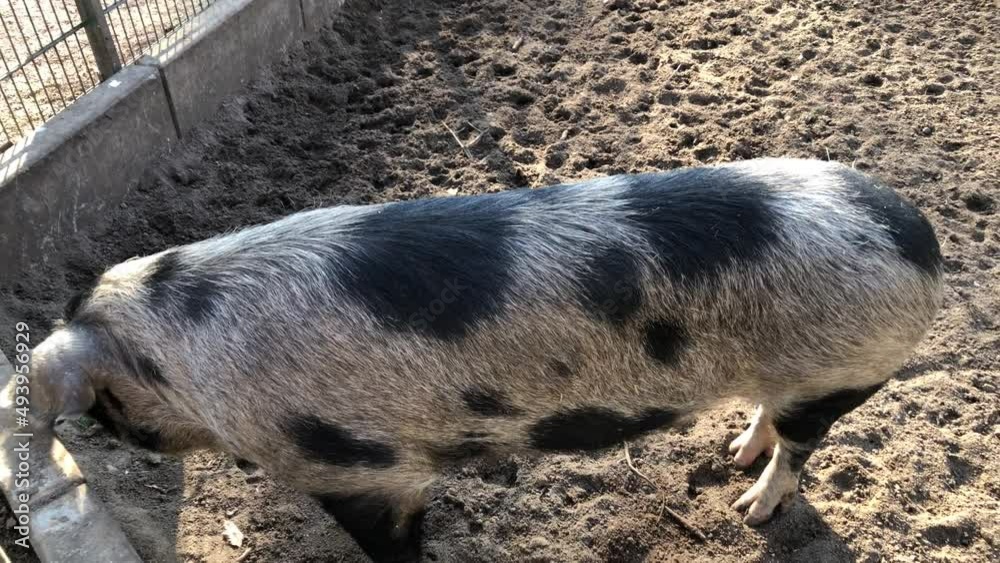 Ein gepflecktes Schwein auf einem Hof. Ein gepflecktes Schwein auf einem Hof.