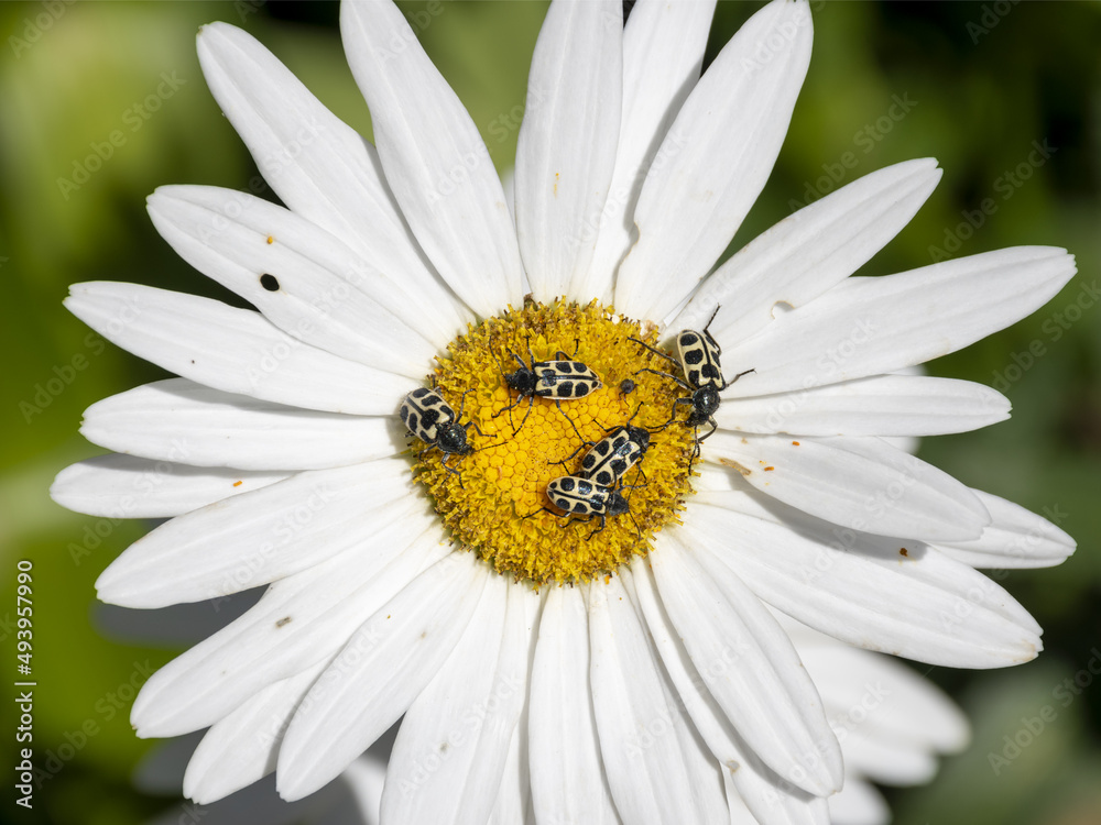 Flor e seus amigos insetos. Uma margarida com pequenos besouros. Flor e seus amigos insetos. Uma margarida com pequenos besouros.