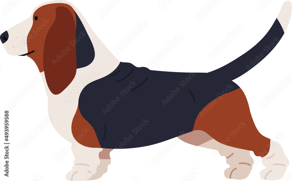 Εκτύπωση καμβά Basset Hound Dog Breed Colored Illustration