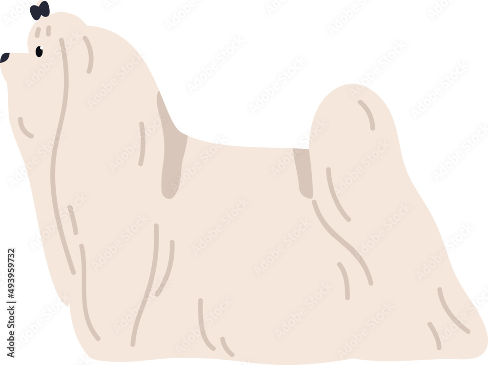 Obraz premium Maltese Dog Breed Illustration