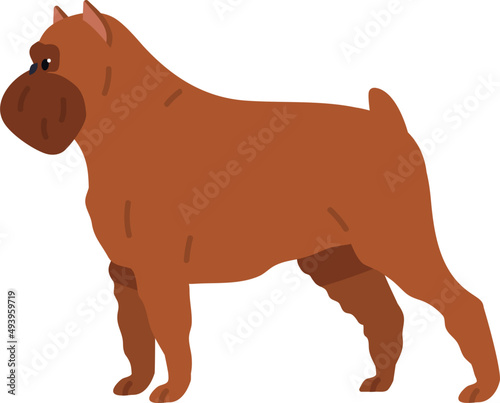 Griffon Bruxellois or Brussels Griffon Dog Breed Illustration