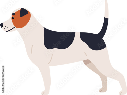 Jack Russell Terrier Dog Breed Illustration