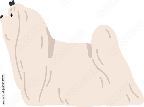 Maltese Dog Breed Illustration