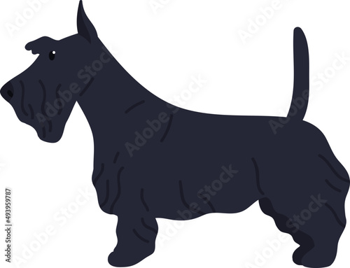 Scottish Terrier or Scottie Dog Breed Illustration
