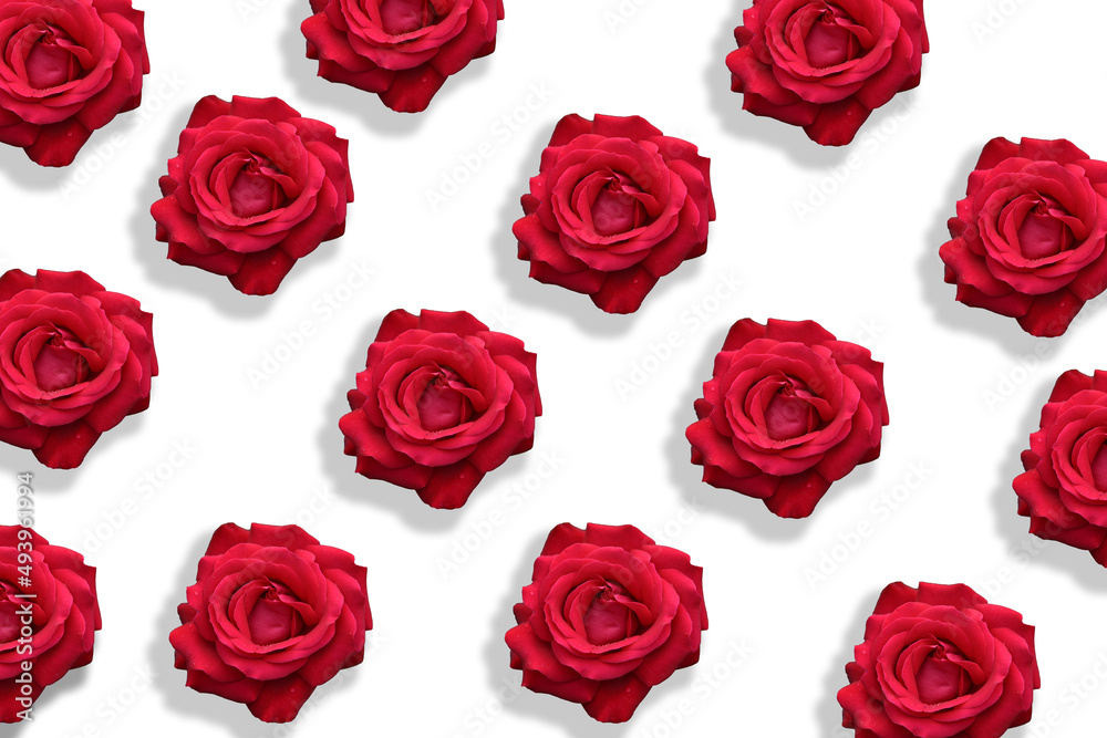 rose rose