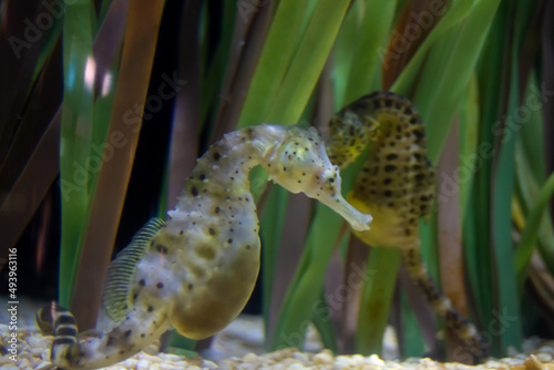 Seahorse in an aquarium, big-belly seahorse, Hippocampus abdominalis photo