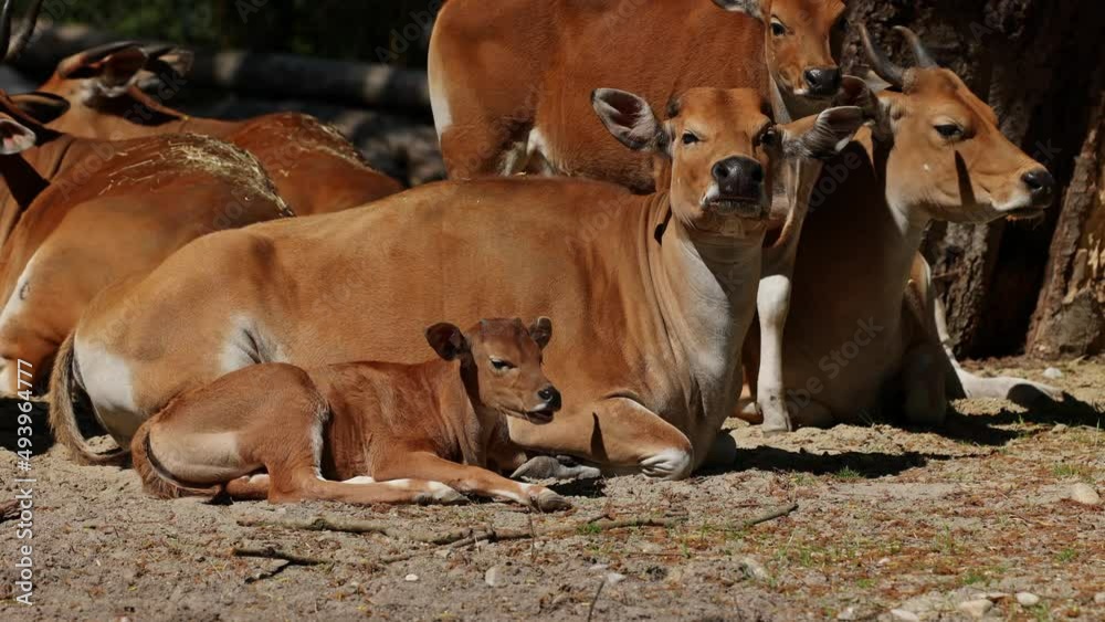 Family of Banteng, Bos javanicus or Red Bull. It is a type of wild cattle But there are key characteristics that are different from cattle and bison: a white band bottom in both males and females.