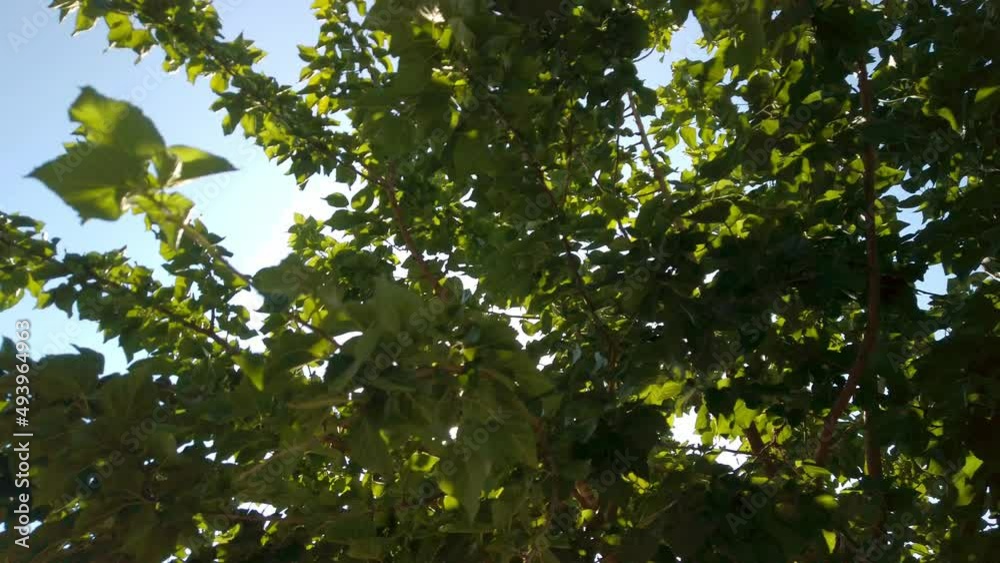 Looking up trees blowing in the wind with blue sky in Turkey . Azure sky and bright cloud in daytime is beautiful. Branch of tree is beautiful bright green leaf and It is refresh for looking. Looking up trees blowing in the wind with blue sky in Turkey . Azure sky and bright cloud in daytime is beautiful. Branch of tree is beautiful bright green leaf and It is refresh for looking.