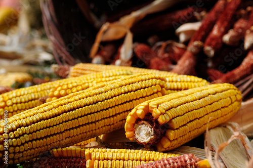 Closeup of decorative corns in the garden on the grass photo