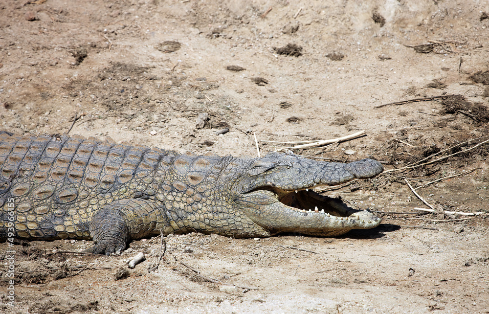 Fototapeta premium Crocodile with mouth open, Namibia 