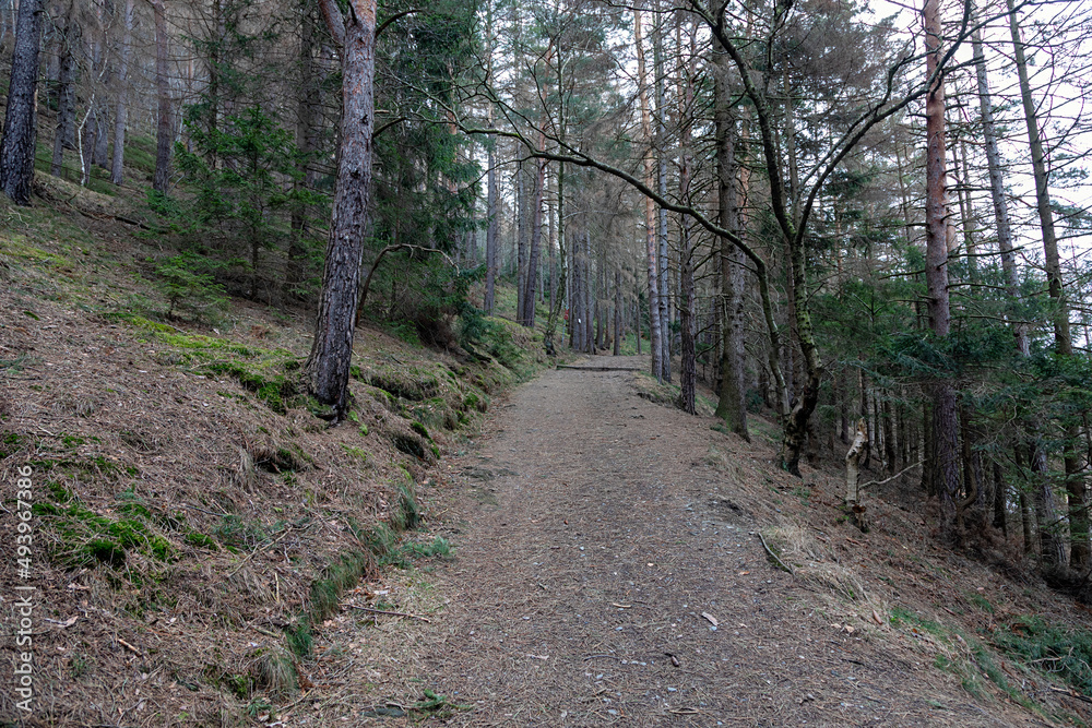 Wanderweg der durch den Wald führt