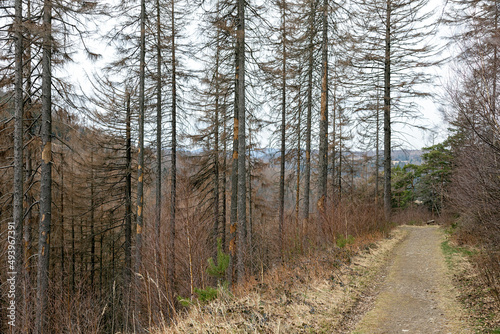 Wanderweg der durch einen Wald f  hrt