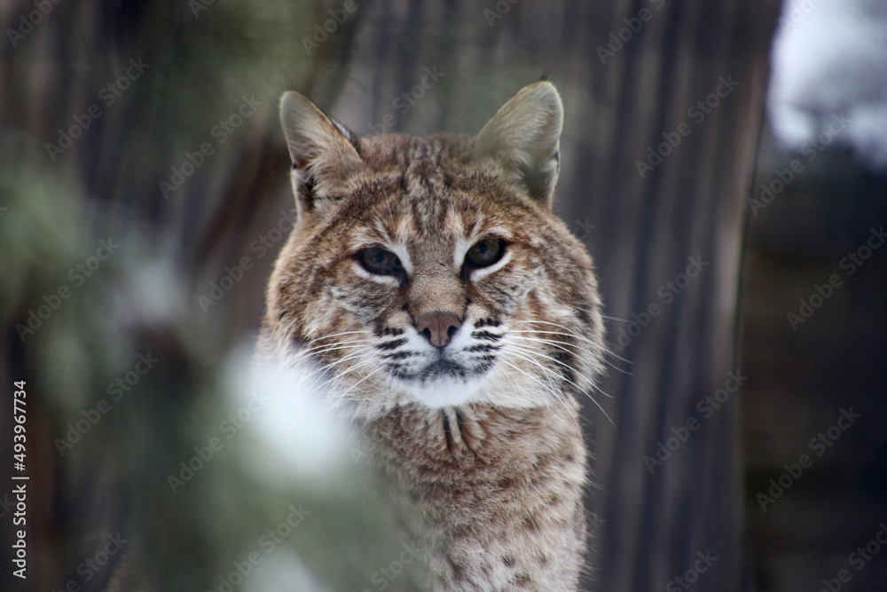 close up portrait of red lynx Stock Photo | Adobe Stock