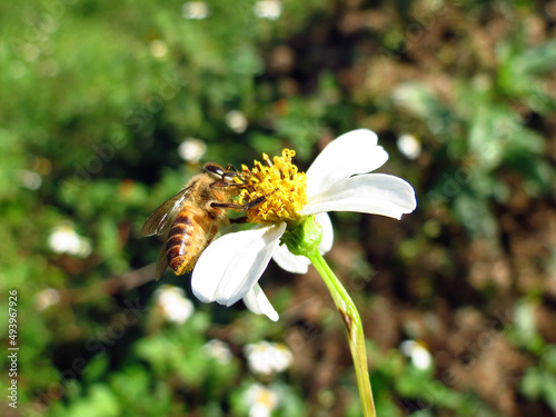 Closeup of eastern honey bee on a flower of beggarticks (idens pilosa) in Guangdong, China photo