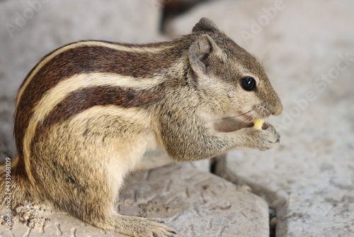 Closeup of a cute Siberian chipmunk (Eutamias sibiricus) gnawing a corn seed photo