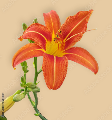 Zakkum (Lily) Çiçeği photo