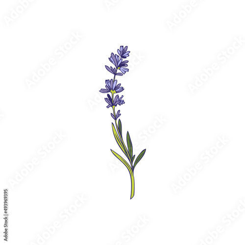 Lavender plant twig with flowers and narrow leaves vector illustration isolated.